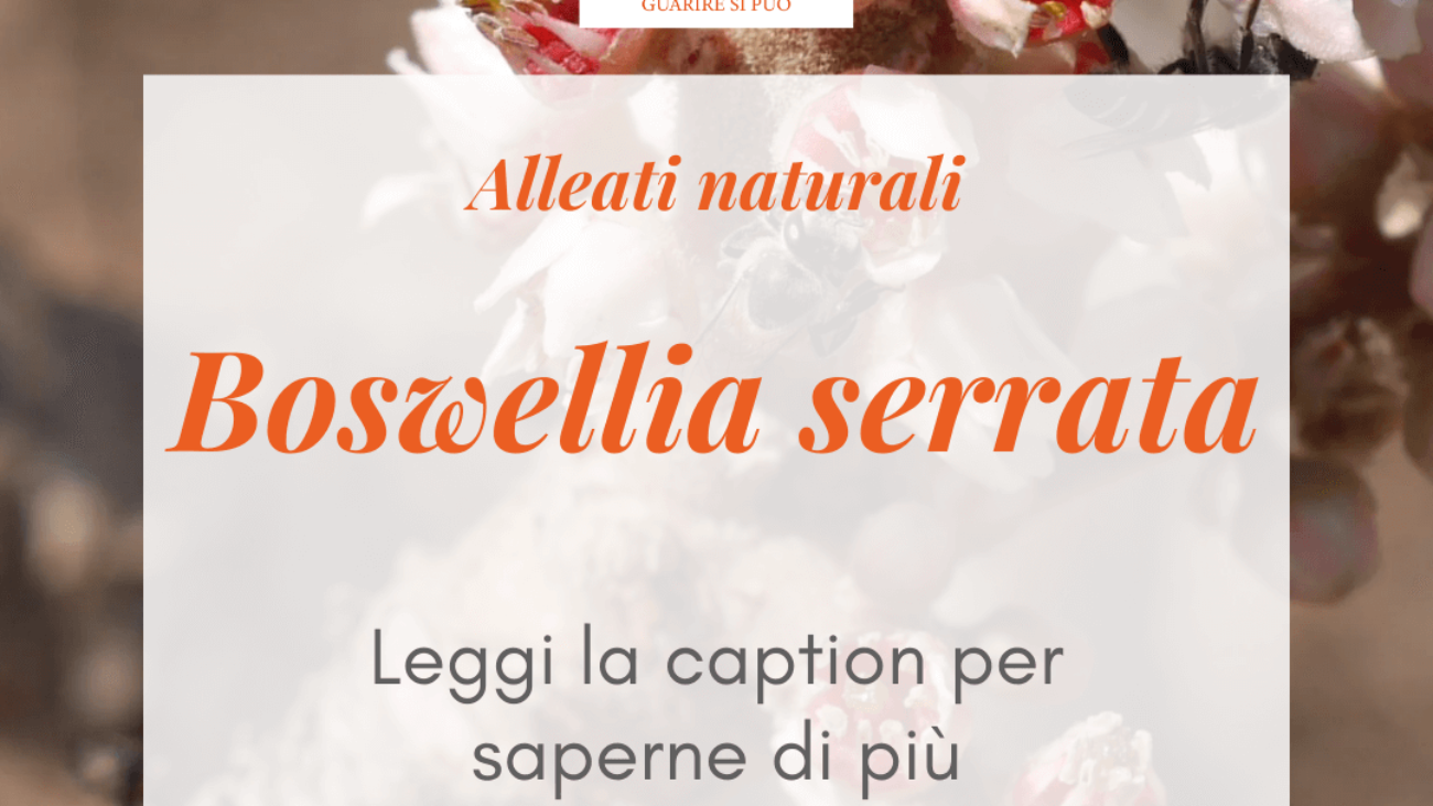 Boswellia serrata