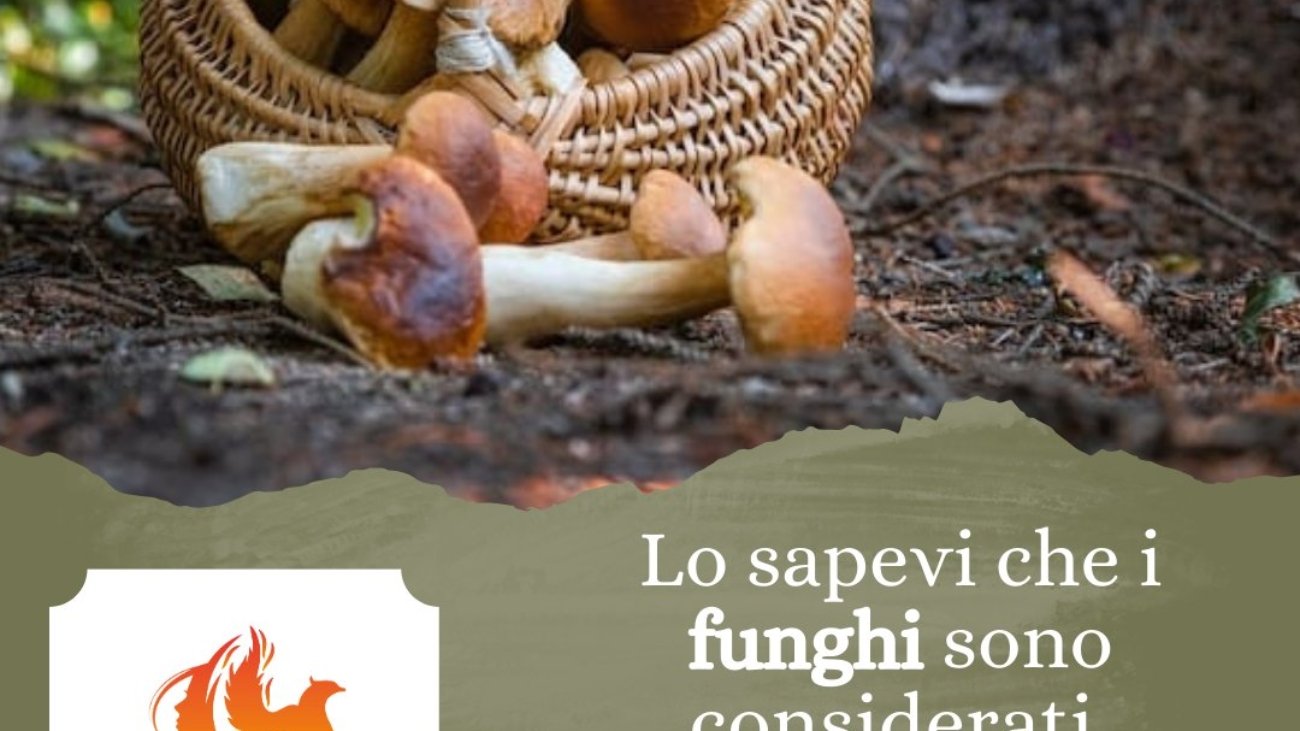 funghi