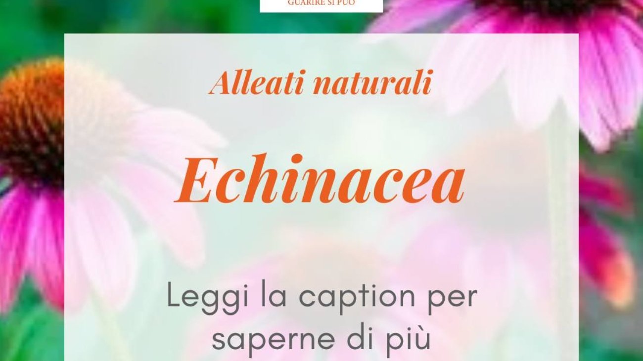 Echinacea