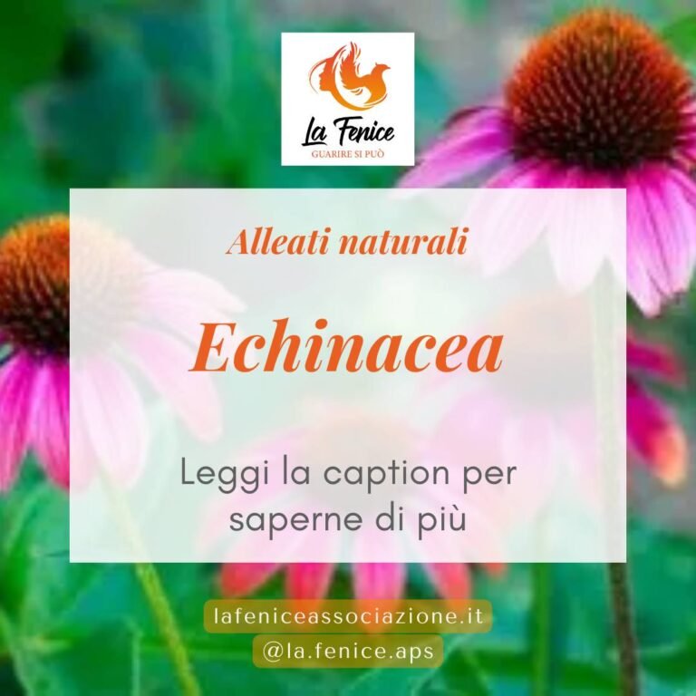 Echinacea