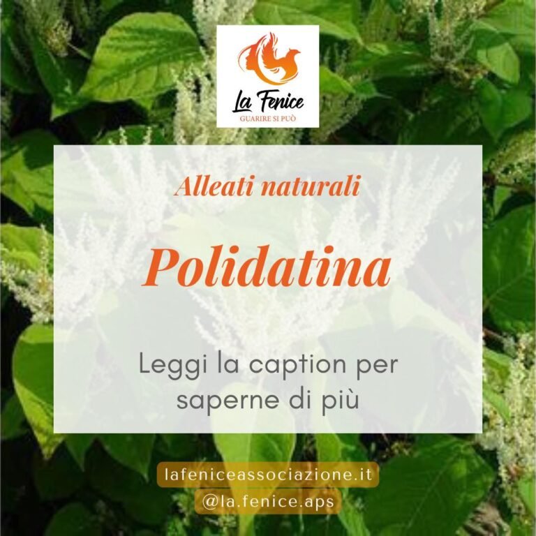 Polidatina- il potente alleato naturale che non ti aspetti